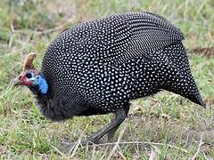 Helmeted Guineafowl