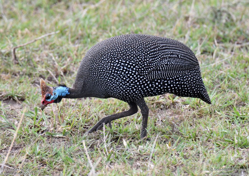 Helmeted Guineafowl