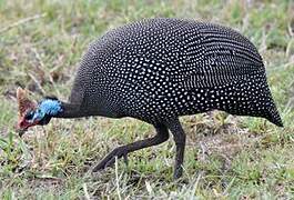 Helmeted Guineafowl