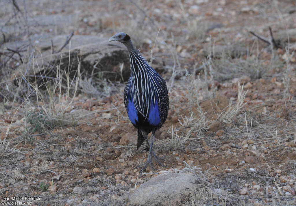 Vulturine Guineafowladult, close-up portrait