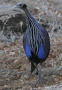 Vulturine Guineafowl