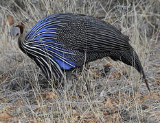 Vulturine Guineafowl