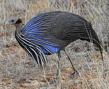 Vulturine Guineafowl