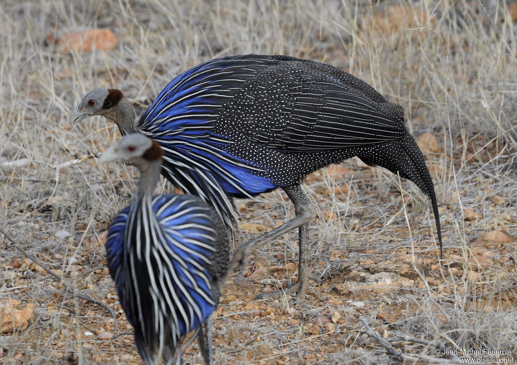 Vulturine Guineafowl