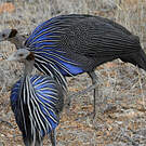 Pintade vulturine
