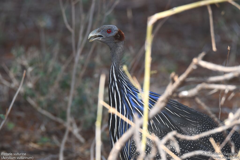 Vulturine Guineafowl