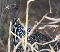 Vulturine Guineafowl