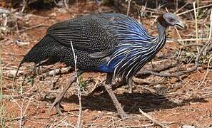 Vulturine Guineafowl