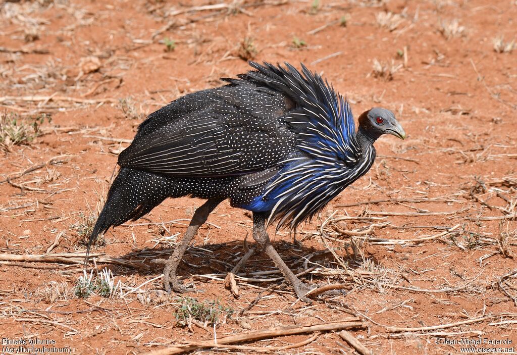 Vulturine Guineafowl