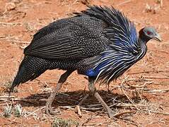 Vulturine Guineafowl