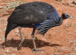 Vulturine Guineafowl