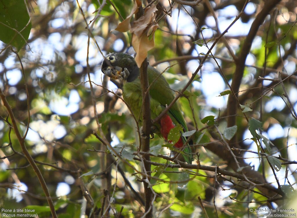 Blue-headed Parrot