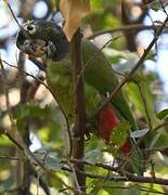 Blue-headed Parrot