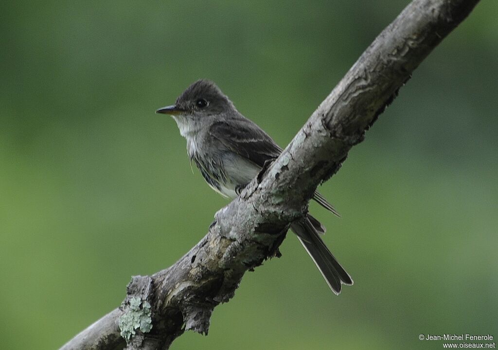 Eastern Wood Pewee