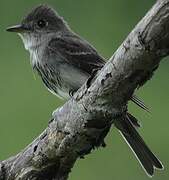 Eastern Wood Pewee