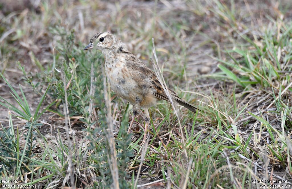 Pipit à dos uni