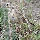 Pipit à dos uni