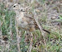 Plain-backed Pipit