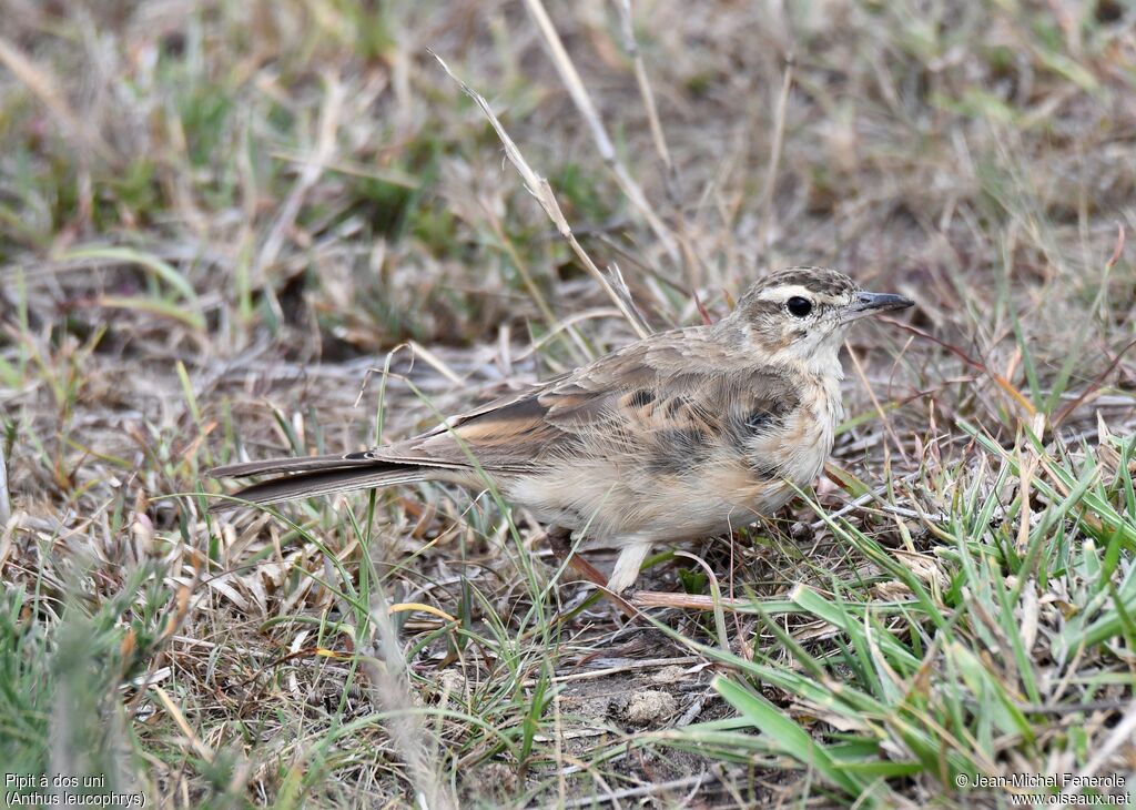 Pipit à dos uni