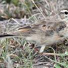 Pipit à dos uni