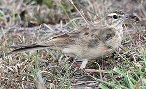 Plain-backed Pipit