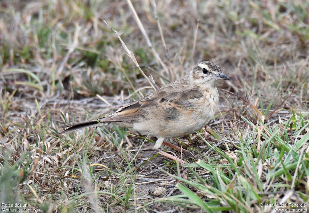 Pipit à dos uni