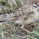 Pipit à dos uni