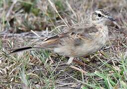 Plain-backed Pipit