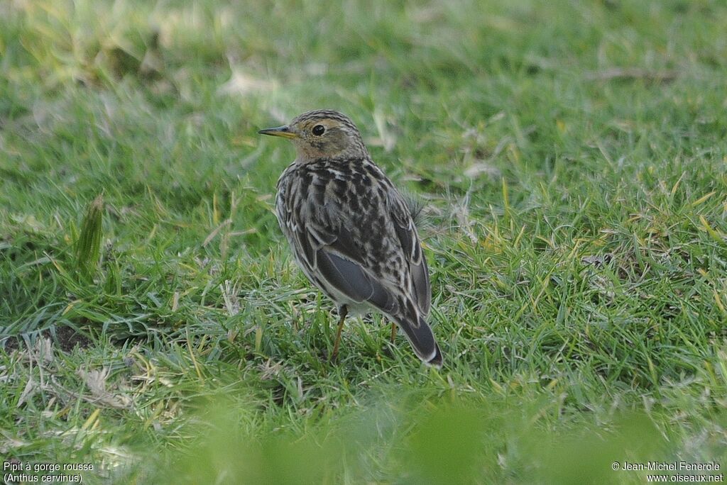 Red-throated Pipit