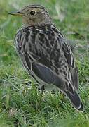 Red-throated Pipit