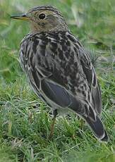 Pipit à gorge rousse