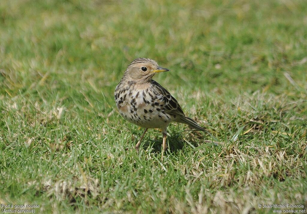 Red-throated Pipit