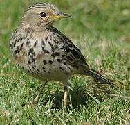 Red-throated Pipit