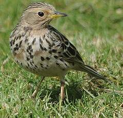 Pipit à gorge rousse