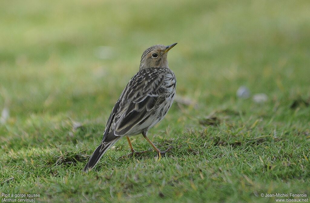 Pipit à gorge rousse