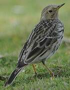 Pipit à gorge rousse