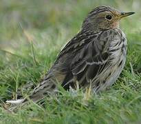 Pipit à gorge rousse