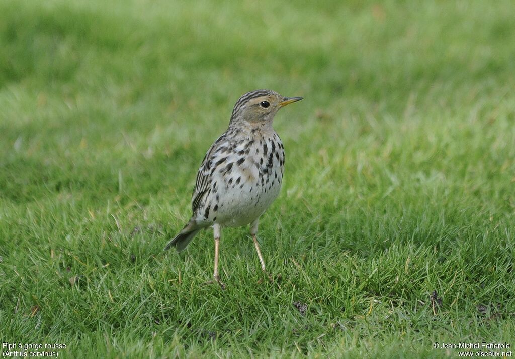 Red-throated Pipit