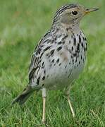 Red-throated Pipit