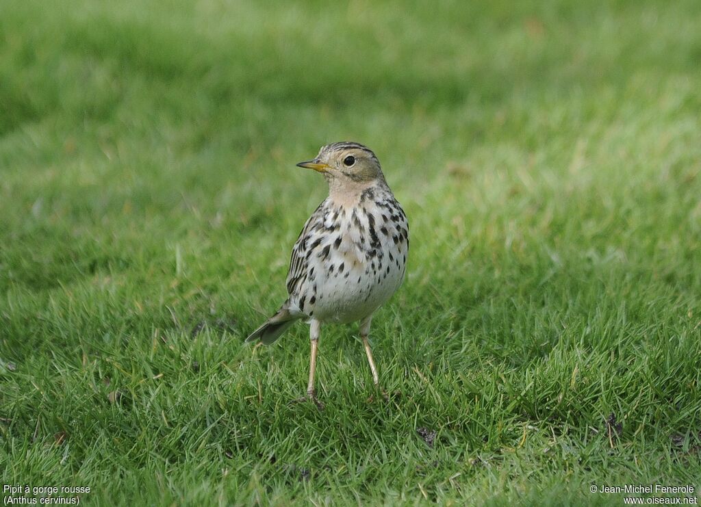 Red-throated Pipit