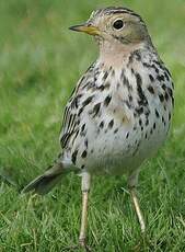 Pipit à gorge rousse