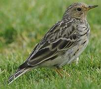 Pipit à gorge rousse