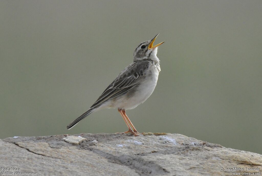 African Pipit