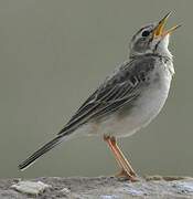 African Pipit