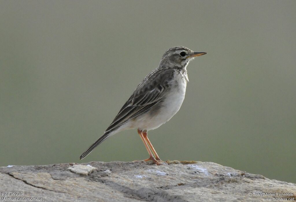 African Pipit