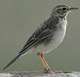 Pipit africain