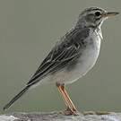 Pipit africain