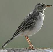 African Pipit