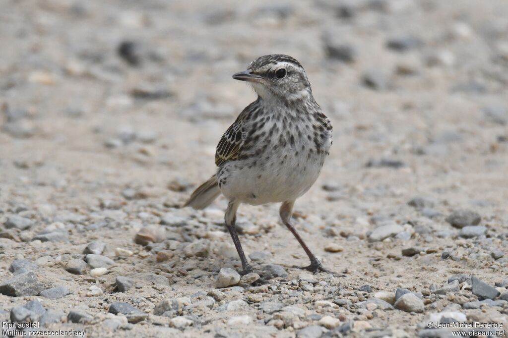 Pipit austral