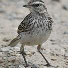 Pipit austral